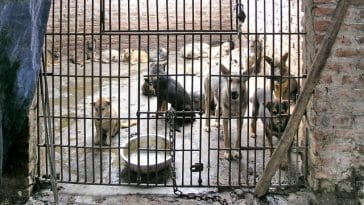 puppy-mills