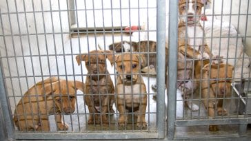 puppy-mills