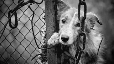puppy-mills