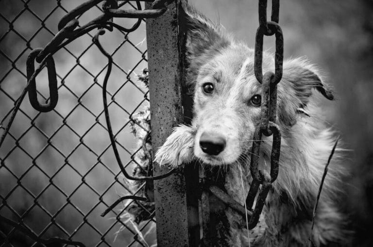 do-petco-and-petsmart-get-their-animals-from-puppy-mills