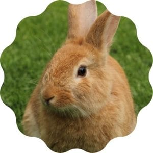 rabbit name generator