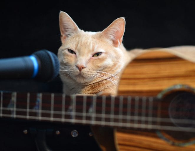 rock-and-roll-cat