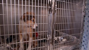 sad-puppy