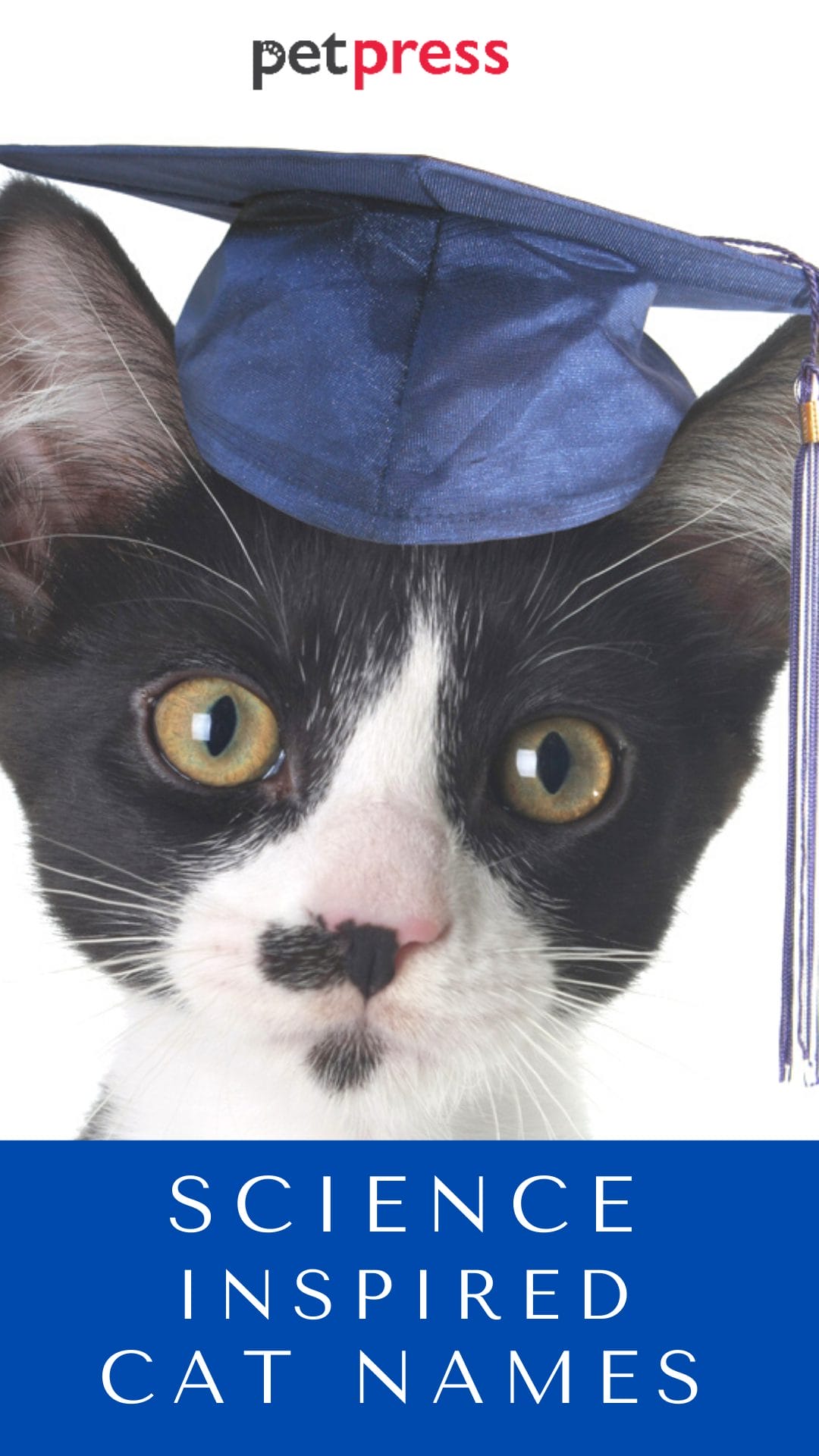 130 Best Science Cat Names For Your Geeky Cats PetPress