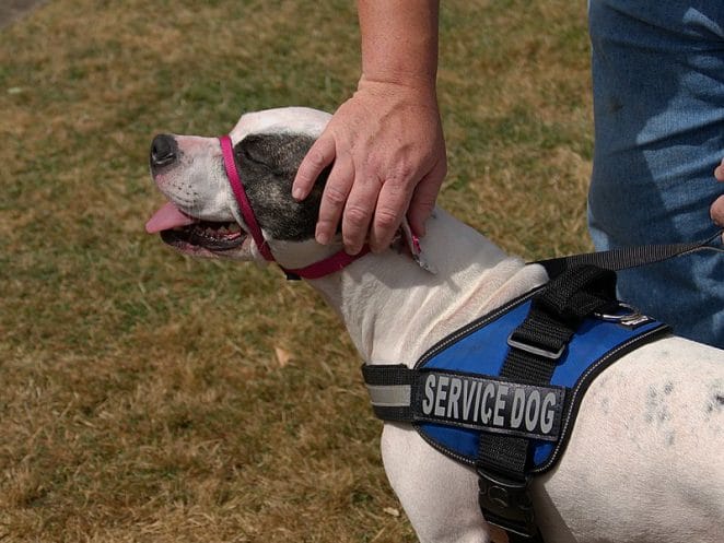 service-dog