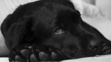 sick-dog