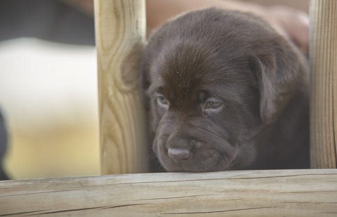 Stolen game moments of a labrador puppy #3