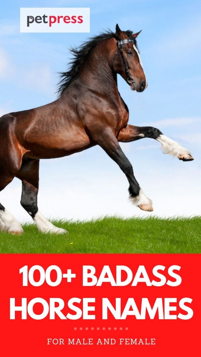 top 100+ badass horse names