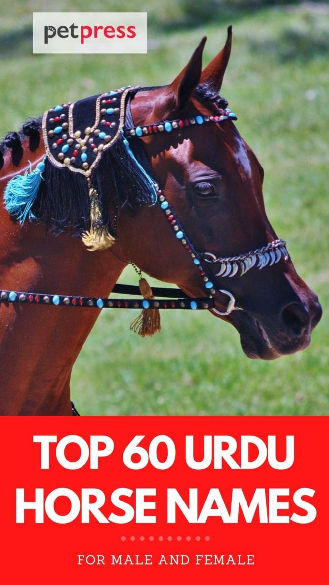 top 60 urdu horse names