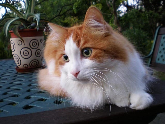 turkish-angora-cat-names