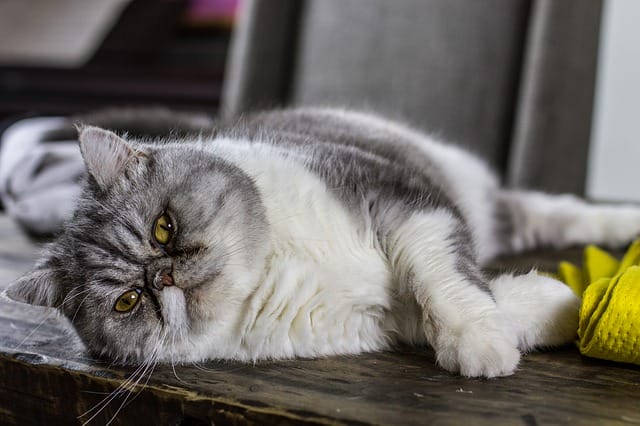 200 Unique Big Cat Names For Your Cute Fat Cats black-cat-names-cat-names-cute-pet-names-black-cat-luck