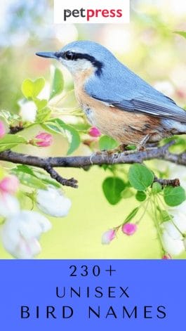 230+ Popular Unisex Bird Names For Your Cute Feathered Friend