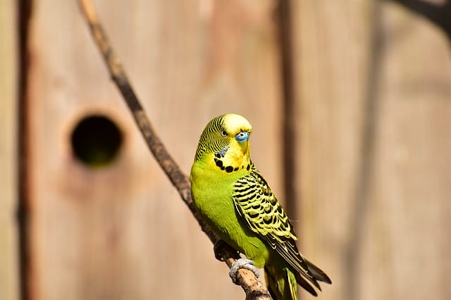 unisex-parakeet-bird-names
