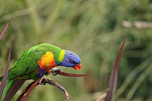 unisex-parrot-bird-names