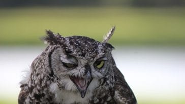 unusual-boy-bird-names