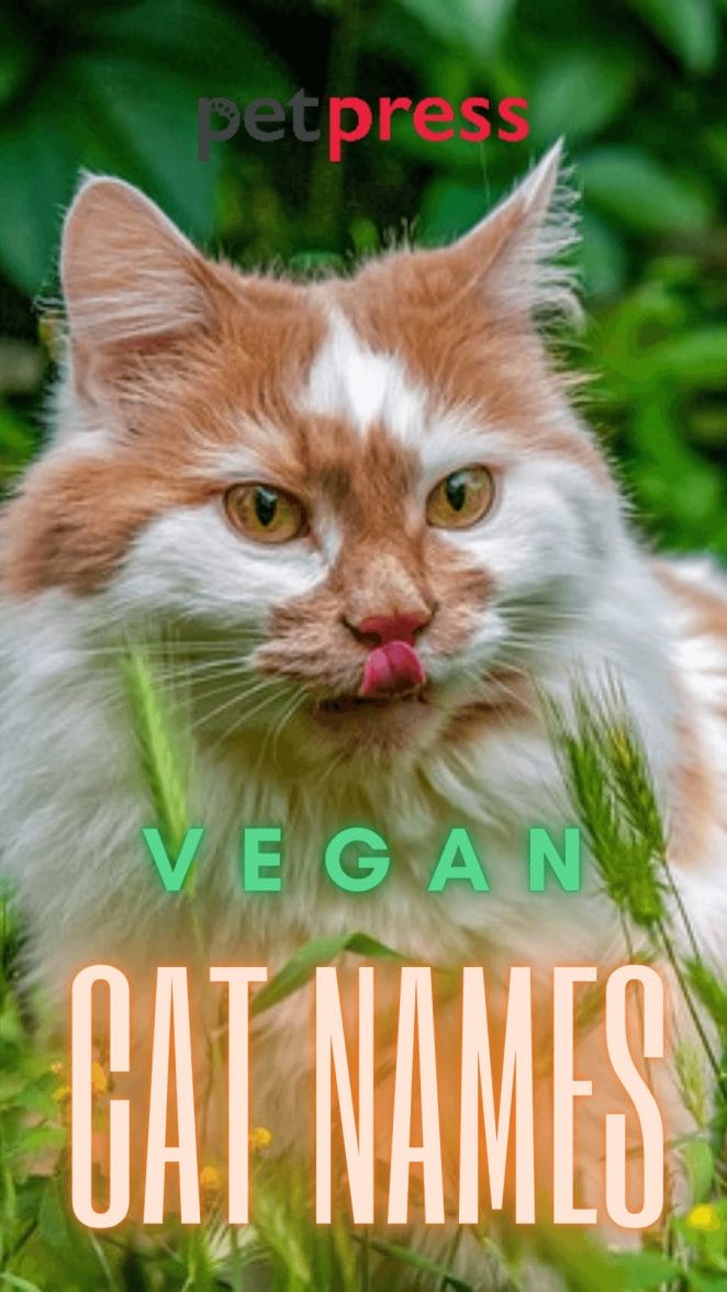 vegan-cat-names
