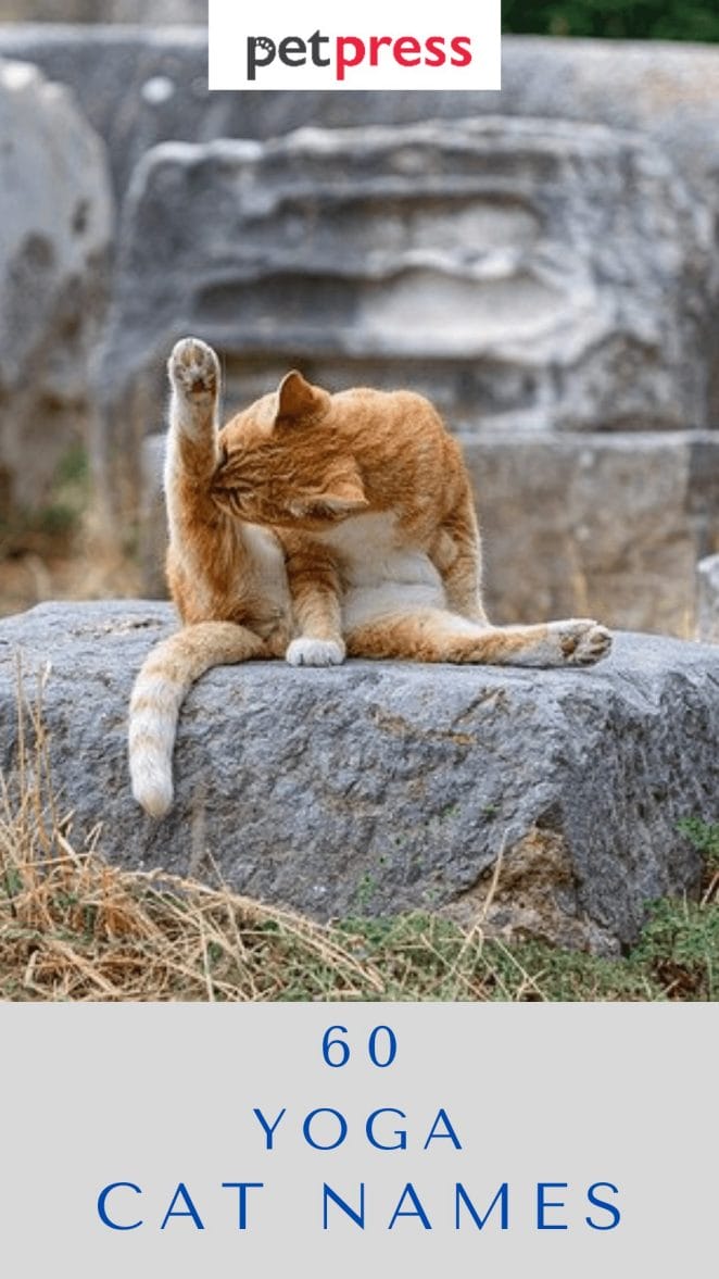 yoga-cat-names