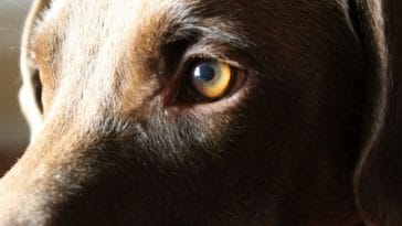 10 Ways to Celebrate National Pet Memorial Day 2021