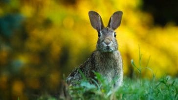 100+ Famous Rabbit Names and Characters