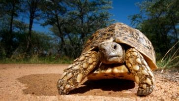 100+ Great Tortoise Names Starting With 'T'
