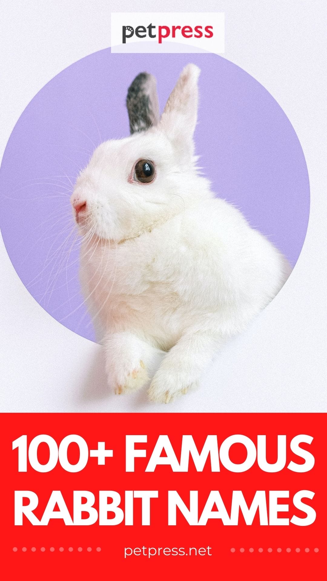 100+ Famous Rabbit Names and Characters Naming Your Pet Bunny
