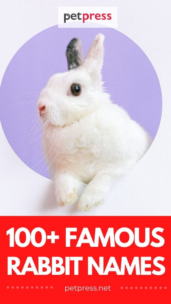 100+ famous rabbit names