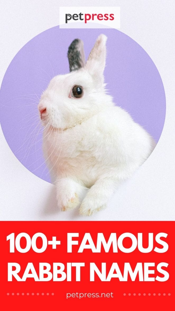 100+ Famous Rabbit Names and Characters: Naming Your Pet Bunny