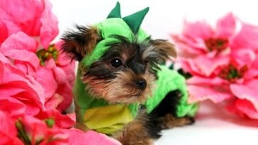 110+ Dragon Ball Z Dog Names You'll Want to Name Your New Puppy