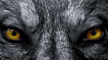 130+ Demon Wolf Names and Their Meanings