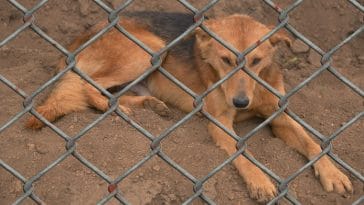 171 Dogs Saved from South Korea’s Brutal Dog Meat Trade Arrive in the U.S.