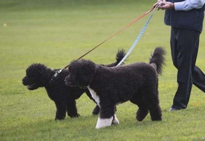 Bo, Sunny, and Barack Obama