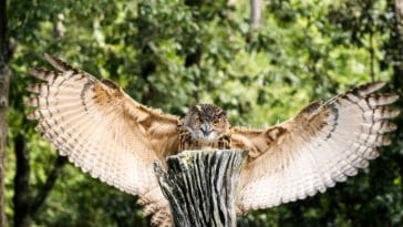 40+ Names Meaning Owl - List of Names from Different Languages