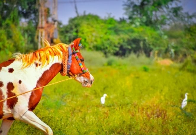 70+ Punjabi Horse Names - The Best Horse Names in Punjabi