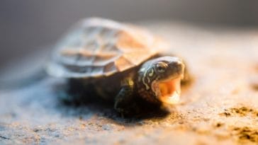 80+ Japanese Tortoise Names - Japanese Name Ideas for Your Pet