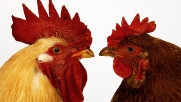 90+ Funny Rooster Names You Can't Help But Laugh At