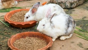 Best 130+ Hindi Rabbit Names with Meanings