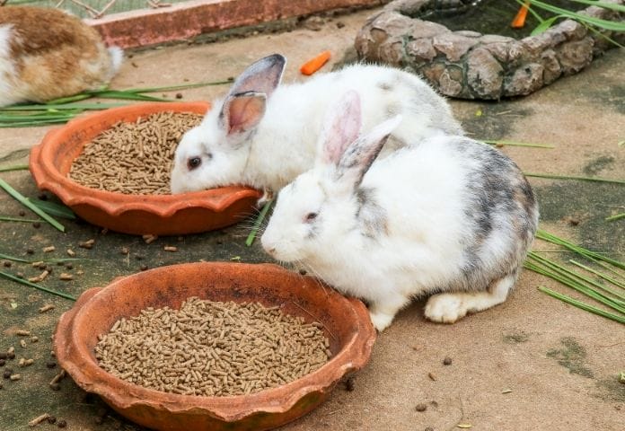 essay on rabbit animal in hindi