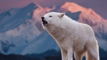Best 70+ White Wolf Names - Male And Female