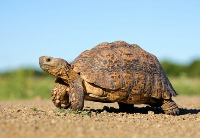 Best Tortoise Names Beginning with 'T'