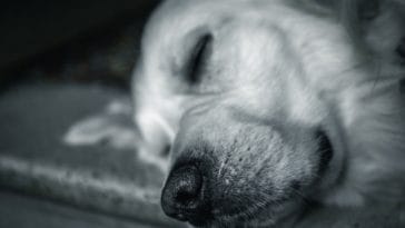 Customer Spent $9,000 On A Sick Dog Sold By Alleged Puppy Mill in Ontario