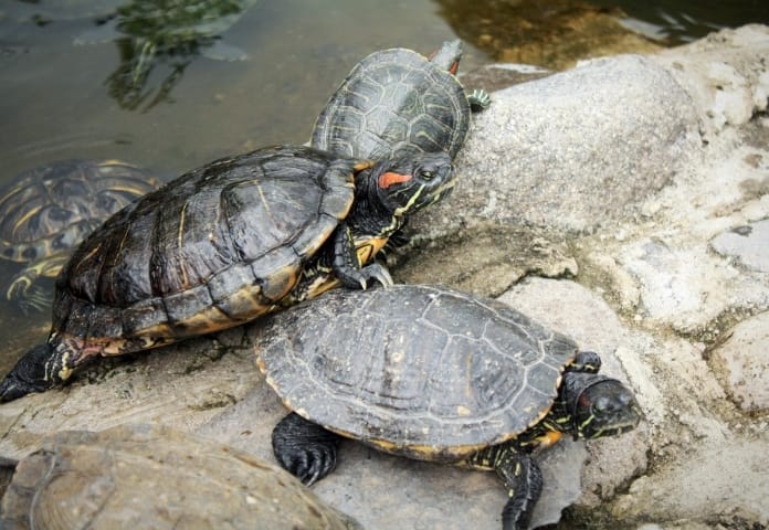 80+ Japanese Tortoise Names: Japanese Name Ideas for Your Pet