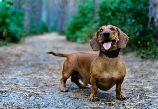 Dachshund