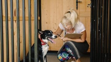 Dog Owners Return to Work in UK, Demand for Dog Daycare Skyrockets