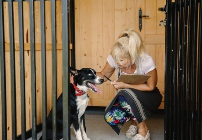 Dog Owners Return to Work in UK, Demand for Dog Daycare Skyrockets