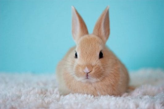 100+ Famous Rabbit Names and Characters: Naming Your Pet Bunny