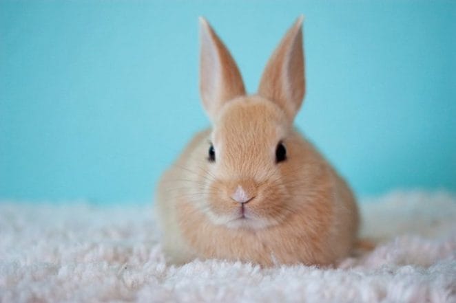 Famous names for male and female rabbits