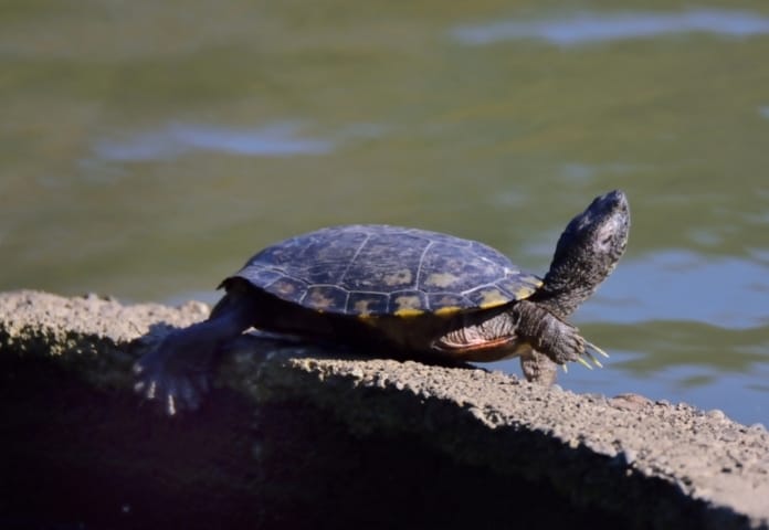 Female Japanese Names for a Tortoise