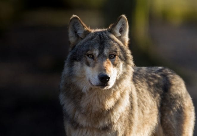 Female Names that mean 'Wolf'