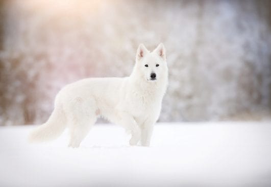 Best 70+ White Wolf Names: Male And Female