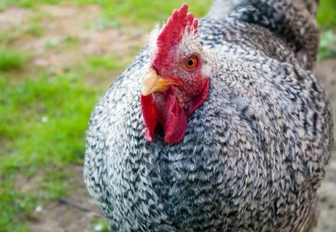 Funny Names for Roosters Based on Food